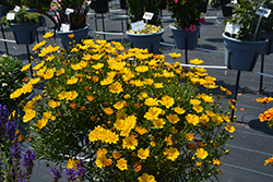 Lil' Bang Goldilocks Tickseed (Coreopsis 'Goldilocks') at Lakeshore Garden Centres