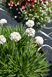 Dreameria Dream Clouds False Sea Thrift (Armeria pseudarmeria 'Dream Clouds') at Lakeshore Garden Centres
