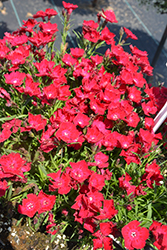 Beauties Tyra Pinks (Dianthus 'HILBEATYR') at Stonegate Gardens