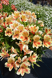 Inticancha Sunset Alstroemeria (Alstroemeria 'Inticancha Sunset') at Lakeshore Garden Centres