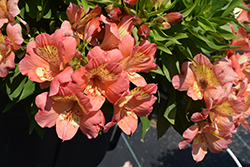 Valley Girl Alstroemeria (Alstroemeria 'Valley Girl') at Lakeshore Garden Centres