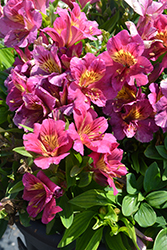 Inticancha Sunstar Alstroemeria (Alstroemeria 'Inticancha Sunstar') at Lakeshore Garden Centres