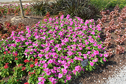 Valiant Lilac Vinca (Catharanthus roseus 'Valiant Lilac') at Lakeshore Garden Centres