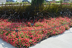 Shock Wave Coral Crush Petunia (Petunia 'Shock Wave Coral Crush') at Lakeshore Garden Centres
