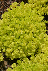 Lemon Coral Stonecrop (Sedum rupestre 'Lemon Coral') at Lakeshore Garden Centres