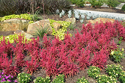 Dragon's Breath Plumed Celosia (Celosia plumosa 'Dragon's Breath') at Lakeshore Garden Centres