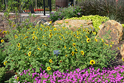 Suncredible Yellow (Helianthus 'Suncredible Yellow') at Lakeshore Garden Centres