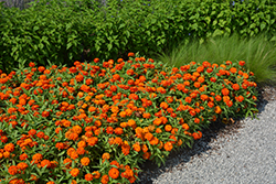 Zydeco Fire Zinnia (Zinnia 'Zydeco Fire') at Lakeshore Garden Centres