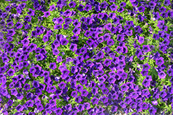Supertunia Mini Vista Ultramarine Petunia (Petunia 'WNPETMVUM24') at Lakeshore Garden Centres