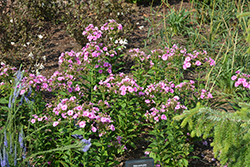 Luminary Prismatic Pink Tall Garden Phlox (Phlox paniculata 'Prismatic Pink') at Lakeshore Garden Centres
