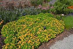 Bandolista Mango (Lantana camara 'Bandolista Mango') at Lakeshore Garden Centres