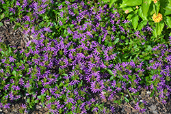 Surdiva Purple Fan Flower (Scaevola aemula 'Surdiva Purple') at Stonegate Gardens
