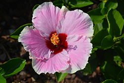 Hollywood Hibiscus America's Sweetheart Tropical Hibiscus (Hibiscus rosa-sinensis 'JBG 19110') at Lakeshore Garden Centres