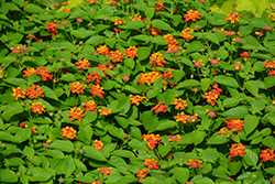 Bandolista Red Chili (Lantana camara 'Bandolista Red Chili') at Lakeshore Garden Centres