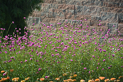 Fireworks Gomphrena (Gomphrena pulchella 'Fireworks') at Lakeshore Garden Centres