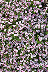 Supertunia Mini Vista Pink Star Petunia (Petunia 'USTUNJ2401') at Stonegate Gardens