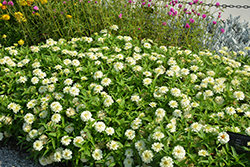 Zydeco White Zinnia (Zinnia 'Zydeco White') at Lakeshore Garden Centres