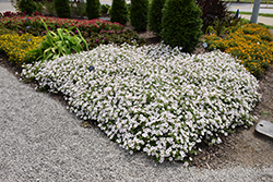 Supertunia Vista Silverberry Petunia (Petunia 'Supertunia Vista Silverberry') at Lakeshore Garden Centres