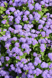 Aguilera Sky Blue Flossflower (Ageratum houstonianum 'Aguilera Sky Blue') at Stonegate Gardens