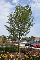 Snow Goose Flowering Cherry (Prunus 'Snow Goose') at Lakeshore Garden Centres