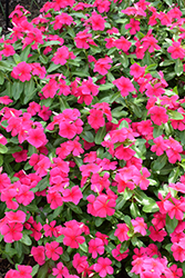 Valiant Punch Vinca (Catharanthus roseus 'Valiant Punch') at Lakeshore Garden Centres