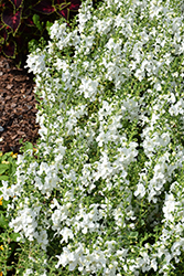 Alonia Snowball Angelonia (Angelonia angustifolia 'Alonia Snowball') at Stonegate Gardens