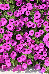 Supertunia Vista Jazzberry Petunia (Petunia 'Supertunia Vista Jazzberry') at Lakeshore Garden Centres