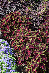 Talavera Pink Tricolor Coleus (Solenostemon scutellarioides 'Talavera Pink Tricolor') at Lakeshore Garden Centres