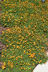 Blazing Glory Bidens (Bidens ferulifolia 'Blazing Glory') at Stonegate Gardens