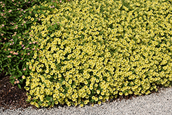 Supertunia Mini Vista Yellow Petunia (Petunia 'Supertunia Mini Vista Yellow') at Stonegate Gardens