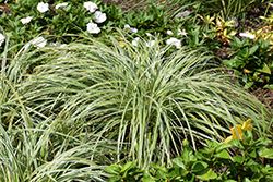 Feather Falls Sedge (Carex oshimensis 'Feather Falls') at A Very Successful Garden Center