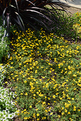 Bidy Gonzales Big Bidens (Bidens 'Bidy Gonzales Trailing') at Stonegate Gardens