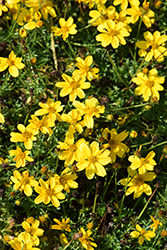Bidy Gonzales Big Bidens (Bidens 'Bidy Gonzales Trailing') at Stonegate Gardens