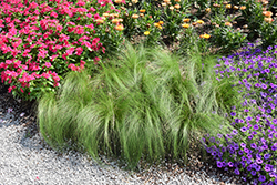 Pony Tails Mexican Feather Grass (Stipa tenuissima 'Pony Tails') at Lakeshore Garden Centres