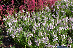 Alonia Big Bicolor Pink Angelonia (Angelonia angustifolia 'Alonia Big Bicolor Pink') at Stonegate Gardens