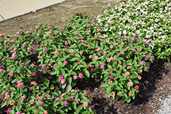 Gem Diva Pink Lantana (Lantana camara 'Gem Diva Pink') at Lakeshore Garden Centres