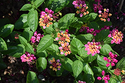 Gem Diva Pink Lantana (Lantana camara 'Gem Diva Pink') at Lakeshore Garden Centres