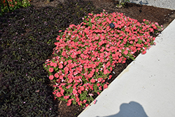 Supertunia Bermuda Beach Petunia (Petunia 'Supertunia Bermuda Beach') at Lakeshore Garden Centres