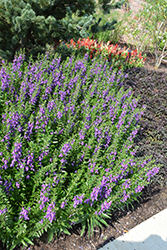 Aria Alta Purple Angelonia (Angelonia angustifolia 'Aria Alta Purple') at Stonegate Gardens