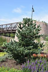 Blue Japanese Pine (Pinus parviflora 'Glauca') at Lakeshore Garden Centres