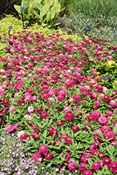 Zydeco Cherry Zinnia (Zinnia 'Zydeco Cherry') at Lakeshore Garden Centres