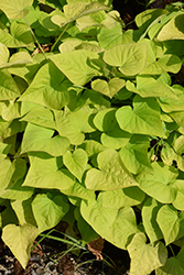 Sweet Georgia Heart Light Green Sweet Potato Vine (Ipomoea batatas 'Sweet Georgia Heart Light Green') at Lakeshore Garden Centres