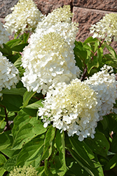 Love-A-Lot Pink Hydrangea (Hydrangea paniculata 'Bokropiav') at Lakeshore Garden Centres