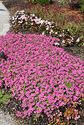 Supertunia Mini Vista Hot Pink Petunia (Petunia 'USTUN2401M') at Stonegate Gardens