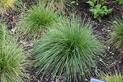 Tufted Hair Grass (Deschampsia cespitosa) at Lakeshore Garden Centres