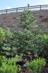Ondulata Western White Pine (Pinus monticola 'Ondulata') at Lakeshore Garden Centres