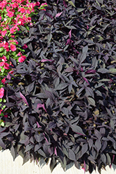 Sweet Georgia Deep Purple Sweet Potato Vine (Ipomoea batatas 'Sweet Georgia Deep Purple') at Lakeshore Garden Centres