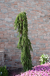 Weeping Norway Spruce (Picea abies 'Pendula') at Lakeshore Garden Centres