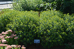 Sunny Boulevard St. John's Wort (Hypericum 'Deppe') at Lakeshore Garden Centres