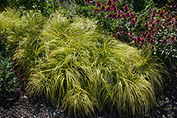 EverColor Everillo Japanese Sedge (Carex oshimensis 'Everillo') at Lakeshore Garden Centres